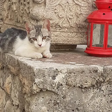 Dimora In Collina Monopoli