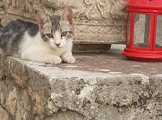 Dimora In Collina מונופולי